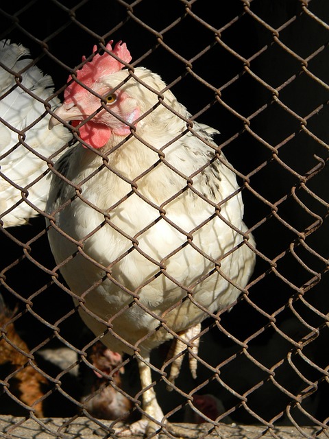 整的策略性 整的策略性